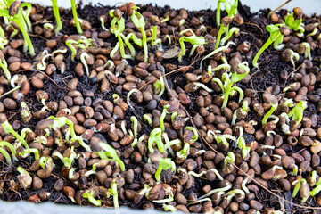 Young Kangkong sprouts grown  in ground