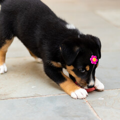 Filhote de cachorro brincando