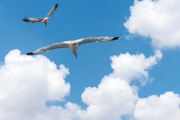 Seagull flying in clear sky at summer day. seagull flying among the clouds