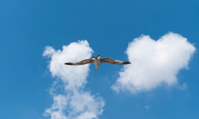Seagull flying in clear sky at summer day. seagull flying among the clouds