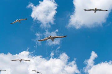 Seagull flying in clear sky at summer day. seagull flying among the clouds