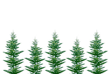 Christmas tree in the snow isolated on a white background. greeting card.