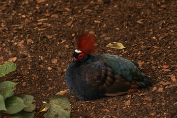 zoo ptak gołąbek © Robert Borek