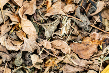falling Dry leaf on background