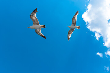 Seagull flying in clear sky at summer day. seagull flying among the clouds