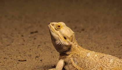 zoo jaszczurka © Robert Borek