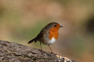 Eurasian Robin in the woods