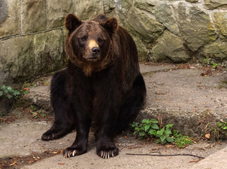 zoo niedźwiedź brunatny - obrazy, fototapety, plakaty