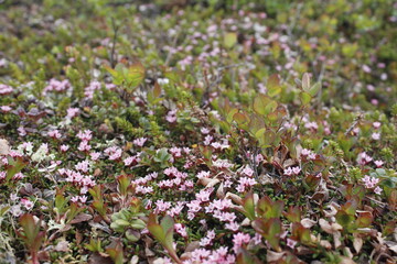 Flower background