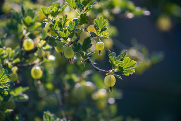 Agrest wreszcie będzie miał owocki © McG