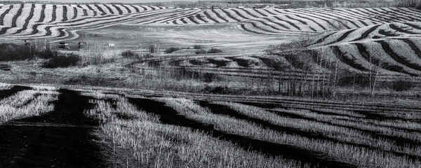 A black and white photo of a canola field burned after it was cut and placed in rows, ribbons of black burned soil flowing across the hilly field.