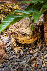 Twilight-active earth toad sneaks outside its hiding place in foraging in the twilight