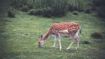 Weiblicher Sikahirsch im Sommerfell auf der Wiese beim aesen