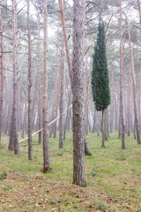 Pine forest with fog