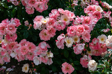 ピンクのバラの咲く風景、世羅高原にて
