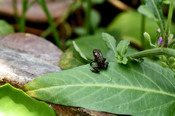 Baby toad, Young common small frog sitting on green leaf, Frogs eat insects and control the natural environment balance.