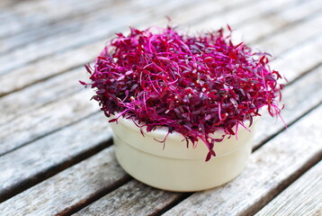 Red Purple Amaranth Microgreens provide concentrated protein and amino acids for a healthy Vegan lifestyle - obrazy, fototapety, plakaty