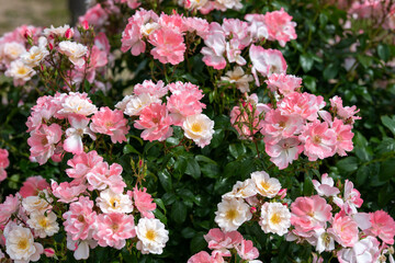 ピンクのバラの咲く風景、世羅高原にて