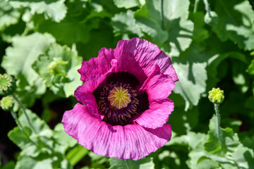 Pink or Purple Poppy Flower in a Spring Garden