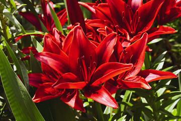Field of Red Cavioli Border Lilies or Stargazers 