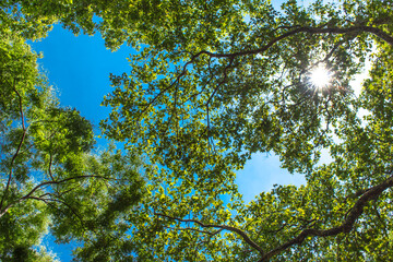 Fototapeta premium sun shining through treetops in summer Beautiful sun shining through fresh and green leaves at noon