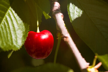 a single cherry on the tree in sunlight