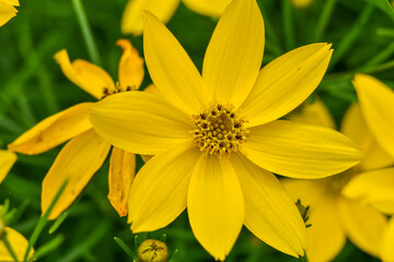 Yellow Beggartick flower in spring garden