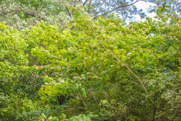green leaves of a tree