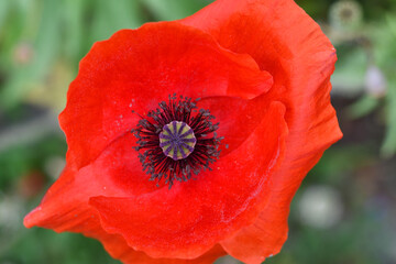 Fototapeta premium Single Red Poppy Flower Macro