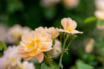 Fototapeta na wymiar 満開の黄色いバラのある風景、世羅高原にて