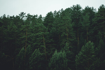 trees in the forest