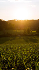 Sonnenuntergang &uuml;ber dem Feld