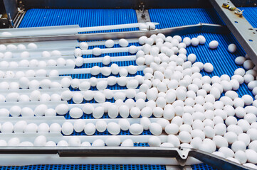 egg factory industry poultry conveyor production