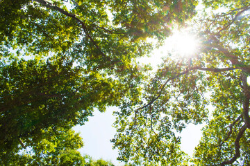 sun shining through treetops in summer Beautiful sun shining through fresh and green leaves at noon