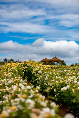Fototapeta na wymiar 満開のバラと空と雲のある広い庭の風景