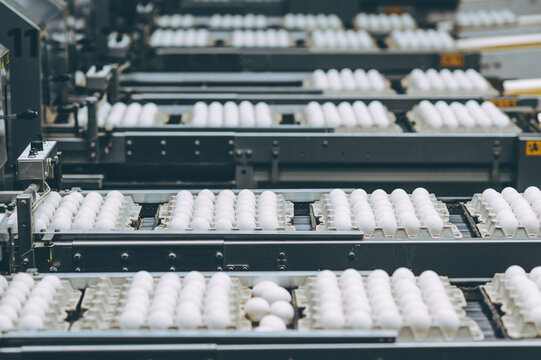 egg factory industry poultry conveyor production