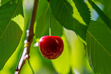 a single cherry on the tree in sunlight