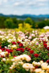 赤いバラの咲く風景、世羅高原にて