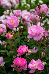 桃色のバラが満開に咲く風景、世羅高原