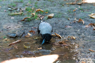 Baby crow on small puddle. Cute baby crow with black and gray shiny feathers. wet baby crow washed...