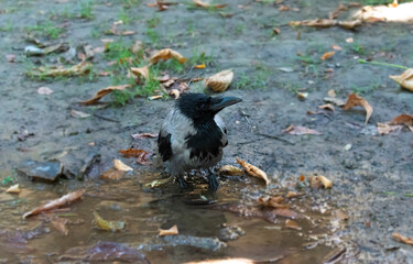 Baby crow on small puddle. Cute baby crow with black and gray shiny feathers. wet baby crow washed...
