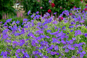 紫の美しい花の風景、世羅高原にて