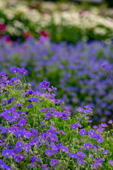 紫の美しい花の風景、世羅高原にて