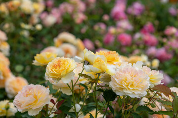 満開の黄色いバラのある風景、世羅高原にて