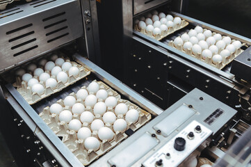 egg factory industry poultry conveyor production