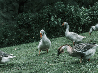 Fototapeta na wymiar geese in the park