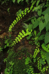 Shades and shades of green.