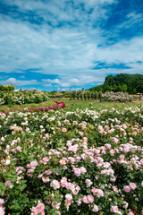 満開のバラと空と雲のある広い庭の風景