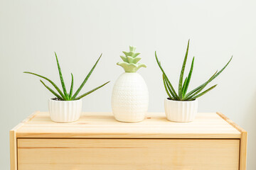 Houseplant. Aloe vera and cacti are on the wooden shelf of the house. Home gardening. White and green