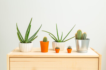 Houseplant.  Aloe vera and cacti on a wooden shelf. Garden room. Sustainable life style